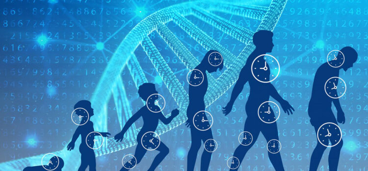 What are the Longevity Genes